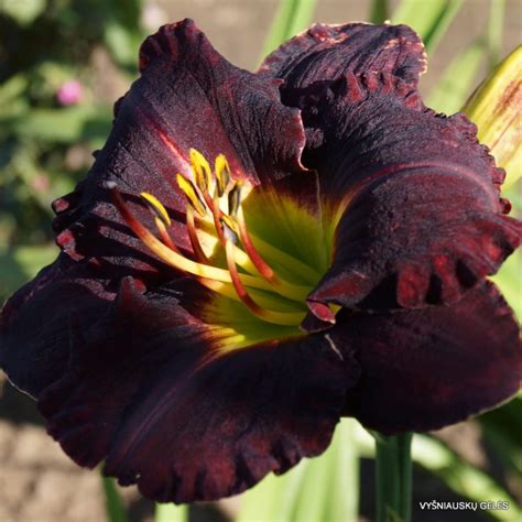 carbon dating daylily